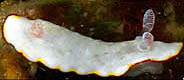 Photo: O. Lederman ; see note in the Sea Slug Forum